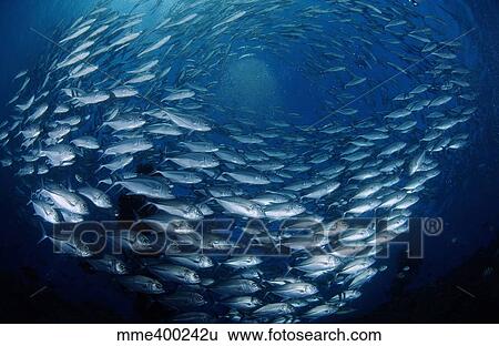 Stock Photograph - Circling school of jacks trevally above Liberty Wreck, Bali.. Fotosearch