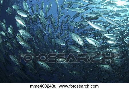Circling school of jacks trevally above Liberty Wreck, Bali. View Large Photo Image Stock Photograph - Circling school of jacks trevally above Liberty Wreck, Bali.. Fotosearch
