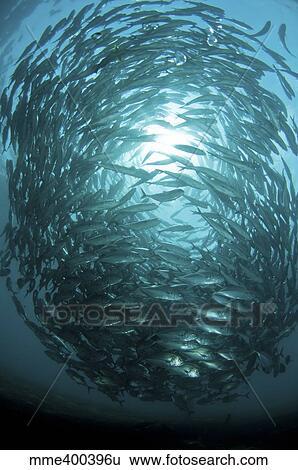Stock Photograph - Circular school of trevally with sunburst, Bali, Indonesia.. Fotosearch