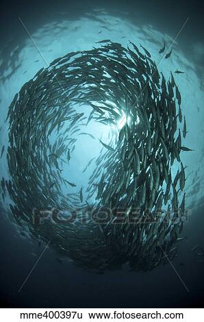 Stock Photograph - Circular school of trevally with sunburst, Bali, Indonesia.. Fotosearch