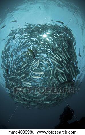 Stock Photograph - Circular school of trevally with sunburst, Bali, Indonesia.. Fotosearch