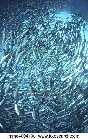 Stock Photograph - Circular school of trevally with sunburst, Bali, Indonesia.. Fotosearch