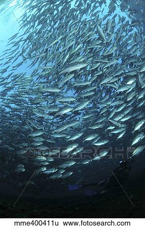 Circular school of trevally with sunburst, Bali, Indonesia. View Large Photo Image Stock Photograph - Circular school of trevally with sunburst, Bali, Indonesia.. Fotosearch
