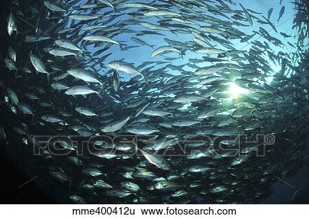 Stock Photograph - Circular school of trevally with sunburst, Bali, Indonesia.. Fotosearch