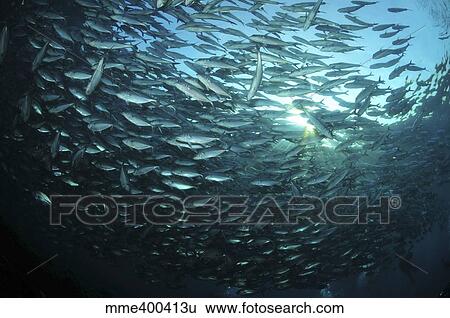 Circular school of trevally with sunburst, Bali, Indonesia. View Large Photo Image Stock Photograph - Circular school of trevally with sunburst, Bali, Indonesia.. Fotosearch
