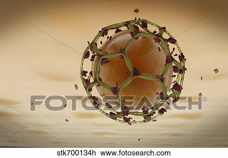 Clathrin Mediated Endocytosis View Large Illustration Drawing - Clathrin Mediated Endocytosis. Fotosearch