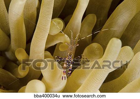 Stock Photograph - Cleaner shrimp on an anemone in Curacao.. Fotosearch