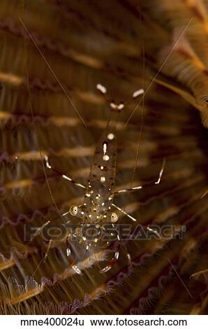 Cleaner shrimp on christmas tree worm, Sulawesi, Indonesia. View Large Photo Image Stock Photograph - Cleaner shrimp on christmas tree worm, Sulawesi, Indonesia.. Fotosearch
