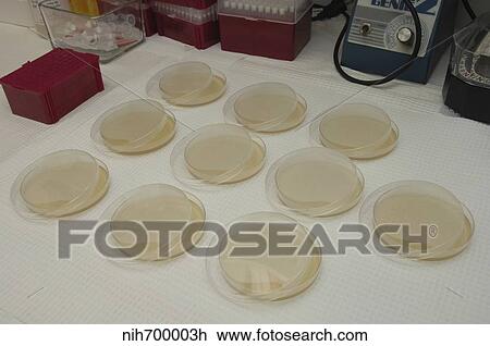Cloning dishes in research lab. View Large Photo Image Stock Image - Cloning dishes in research lab.. Fotosearch