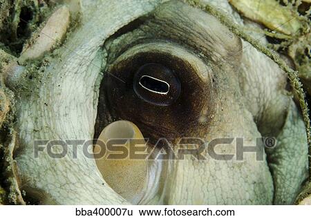Close encounter with common octopus, West Palm Beach Florida. View Large Photo Image Stock Photograph - Close encounter with common octopus, West Palm Beach Florida.. Fotosearch