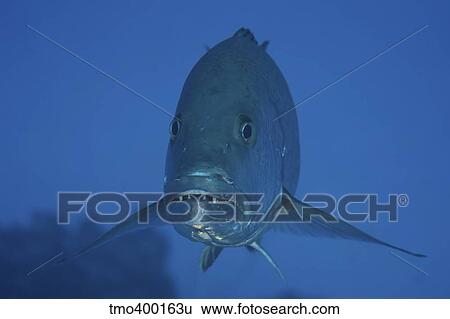 Stock Photograph - Close-up front view of a large Cubera Snapper.. Fotosearch