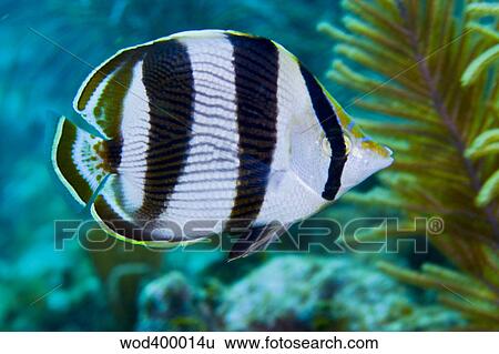 Close-up of a Banded Butterflyfish. View Large Photo Image Stock Photograph - Close-up of a Banded Butterflyfish.. Fotosearch