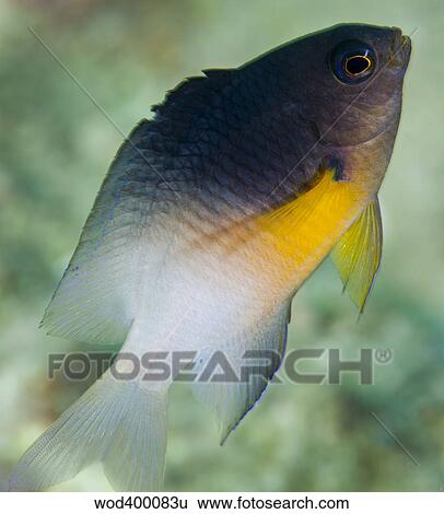 Stock Photograph - Close-up of a bicolor damselfish, Key Largo, Florida.. Fotosearch