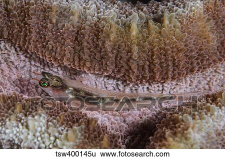 Close-up of a goby, Indonesia. View Large Photo Image Stock Photograph - Close-up of a goby, Indonesia.. Fotosearch