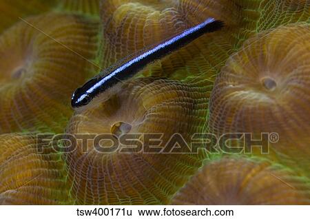 Close-up of a goby on coral, Belize. View Large Photo Image Stock Photograph - Close-up of a goby on coral, Belize.. Fotosearch