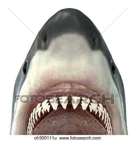 Stock Illustration - Close-up of a Great White Shark.. Fotosearch