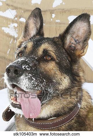 Close-up of a military working dog. View Large Photo Image Picture - Close-up of a military working dog.. Fotosearch