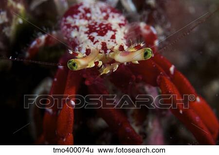 Close-up of a Red Hermit Crab. View Large Photo Image Stock Photograph - Close-up of a Red Hermit Crab.. Fotosearch