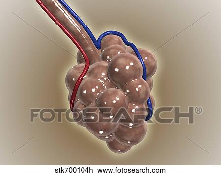 Close-up of alveolus. View Large Illustration Drawing - Close-up of alveolus.. Fotosearch
