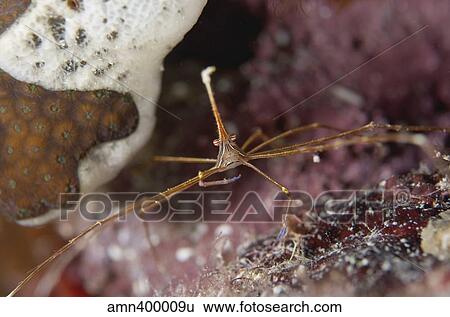 Close-up of an arrow crab eating, Grand Cayman. View Large Photo Image Stock Photograph - Close-up of an arrow crab eating, Grand Cayman.. Fotosearch