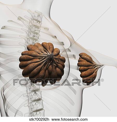 Drawing - Close-up of mammary glands in the female reproductive system.. Fotosearch