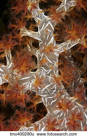 Close-up of soft coral revealing the spicules that give stability to its form, Papua New Guinea. View Large Photo Image Stock Photograph - Close-up of soft coral revealing the spicules that give stability to its form, Papua New Guinea.. Fotosearch