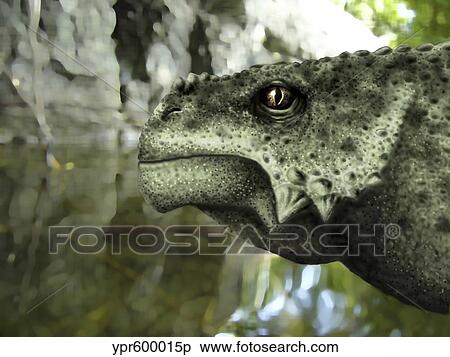 Stock Illustration - Close-up of the head of a Scutosaurus karpinskii.. Fotosearch