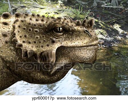 Stock Illustration - Close-up of the head of a Scutosaurus tuberculatus.. Fotosearch