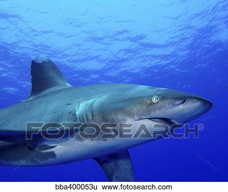 Stock Photograph - Close-up side view of an oceanic whitetip shark.. Fotosearch
