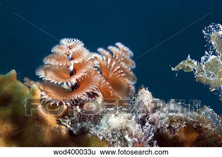 Close-up view of a Christmas Tree Worm, Key Largo, Florida. View Large Photo Image Stock Photograph - Close-up view of a Christmas Tree Worm, Key Largo, Florida.. Fotosearch