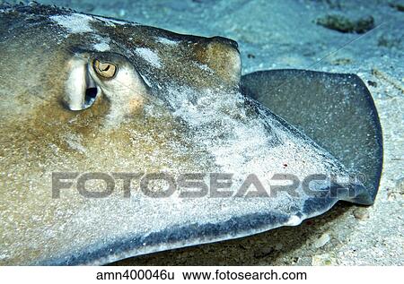 Close-up view of a female Southern Atlantic Stingray. View Large Photo Image Stock Photograph - Close-up view of a female Southern Atlantic Stingray.. Fotosearch