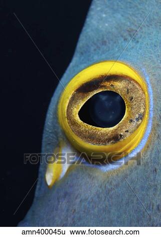 Close-up view of a French Angelfish eye. View Large Photo Image Stock Photograph - Close-up view of a French Angelfish eye.. Fotosearch