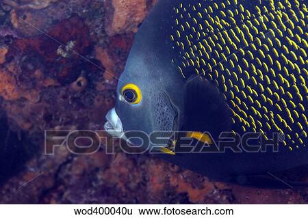 Stock Photograph - Close-up view of a French Angelfish, Key Largo, Florida.. Fotosearch