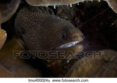 Close-up view of a Goldentail Moray Eel. View Large Photo Image Stock Photograph - Close-up view of a Goldentail Moray Eel.. Fotosearch