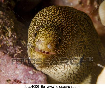 Close-up view of a goldentail moray, Curacao. View Large Photo Image Stock Photograph - Close-up view of a goldentail moray, Curacao.. Fotosearch