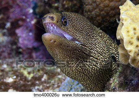 Stock Photograph - Close-up view of a Goldentail Moray Eel, Bonaire, Caribbean Netherlands.. Fotosearch
