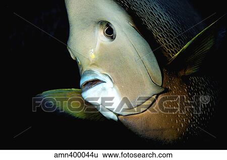 Stock Photograph - Close-up view of a gray angelfish, Grand Cayman.. Fotosearch