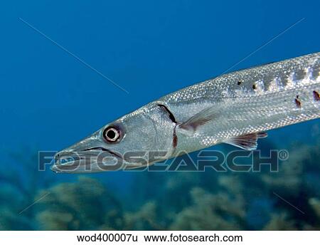 Stock Photograph - Close-up view of a Great Barracuda.. Fotosearch