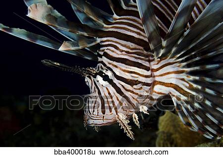 Close-up view of a lionfish, Curacao. View Large Photo Image Stock Photograph - Close-up view of a lionfish, Curacao.. Fotosearch