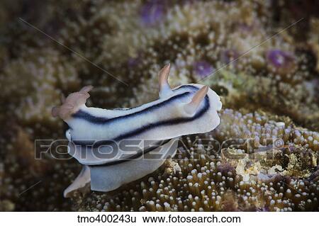 Close-up view of a nudibranch feeding on the reef, Fiji. View Large Photo Image Stock Photograph - Close-up view of a nudibranch feeding on the reef, Fiji.. Fotosearch