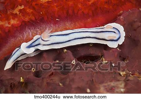 Stock Photograph - Close-up view of a nudibranch feeding on the reef, Fiji.. Fotosearch
