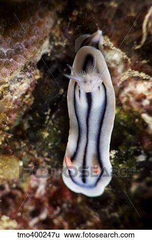 Close-up view of a nudibranch feeding on the reef, Fiji. View Large Photo Image Stock Photograph - Close-up view of a nudibranch feeding on the reef, Fiji.. Fotosearch