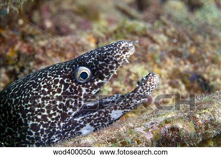 Close-up view of a Spotted Moray Eel with an open mouth, Key Largo, Florida. View Large Photo Image Stock Photograph - Close-up view of a Spotted Moray Eel with an open mouth, Key Largo, Florida.. Fotosearch