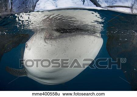 Stock Photograph - Close-up view of a whale shark breaching the surface.. Fotosearch