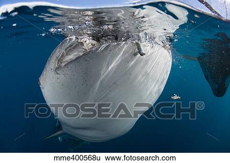 Stock Photograph - Close-up view of a whale shark breaching the surface.. Fotosearch