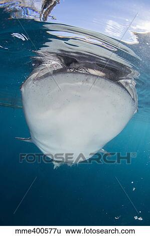 Close-up view of a whale shark breaching the surface. View Large Photo Image Stock Photograph - Close-up view of a whale shark breaching the surface.. Fotosearch