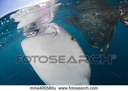 Close-up view of a whale shark breaching the surface. View Large Photo Image Stock Photograph - Close-up view of a whale shark breaching the surface.. Fotosearch