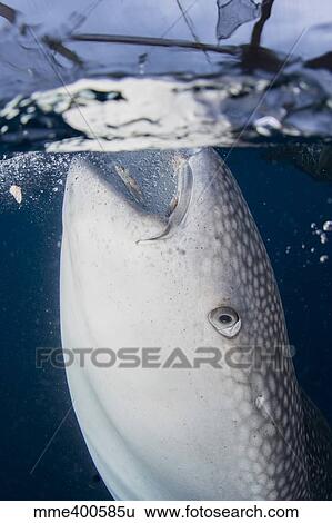 Stock Photograph - Close-up view of a whale shark breaching the surface.. Fotosearch