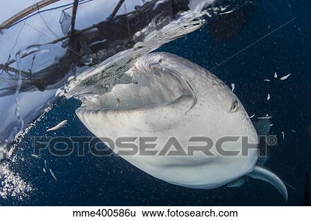 Close-up view of a whale shark breaching the surface. View Large Photo Image Stock Photograph - Close-up view of a whale shark breaching the surface.. Fotosearch