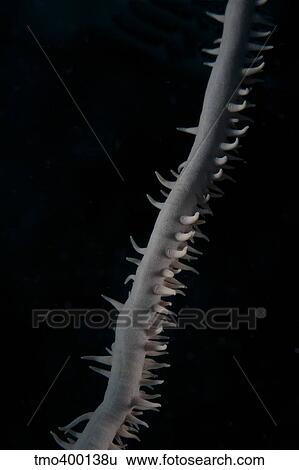 Close-up view of a Whip Coral. View Large Photo Image Stock Photograph - Close-up view of a Whip Coral.. Fotosearch